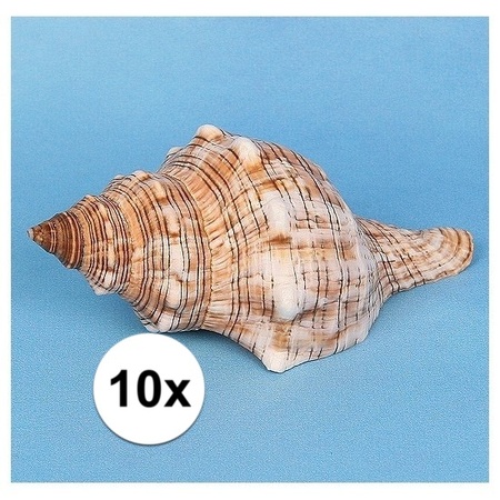 10x Decoration shell trapezium 14 cm
