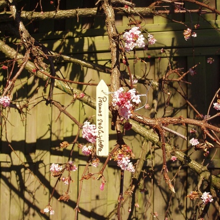 15x Fruitbomen/planten etiketten 10 cm