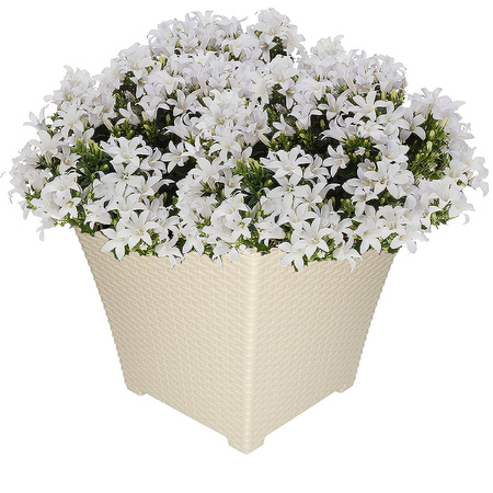1x Ivoor witte plantenbakken/bloempotten 37 cm vierkant