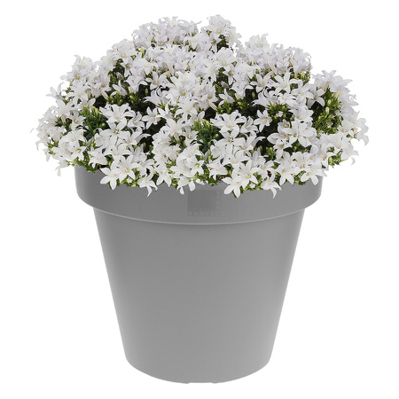 1x Grey plastic flowerpots 20 cm