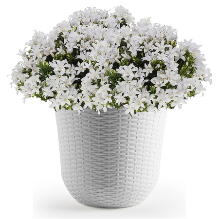 1x Witte plantenbakken/bloempotten 32 cm rond