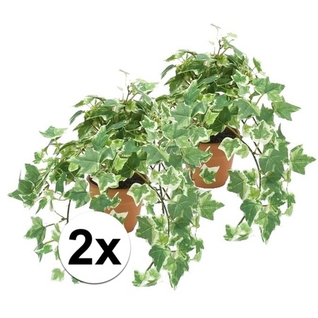 2x Kunstplant klimop groen/wit in terracotta pot 30 cm 