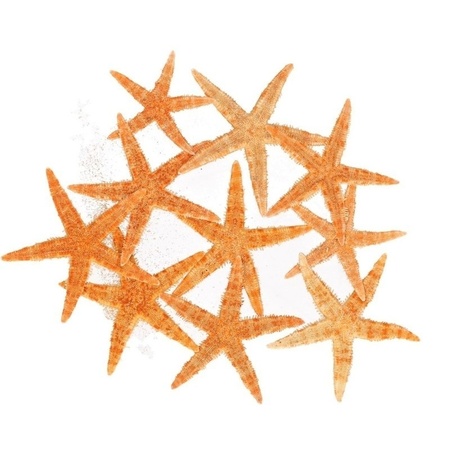 30x Decoration sea star 7 cm