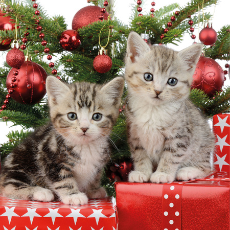 80x Kerst thema servetten met 2 kittens katten/poezen 33 x 33 cm