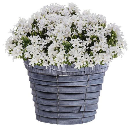 Flower/plant pot reed/rotan basket grey 16 x 13cm