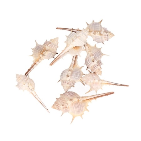 Natural shells Thorn 6 cm