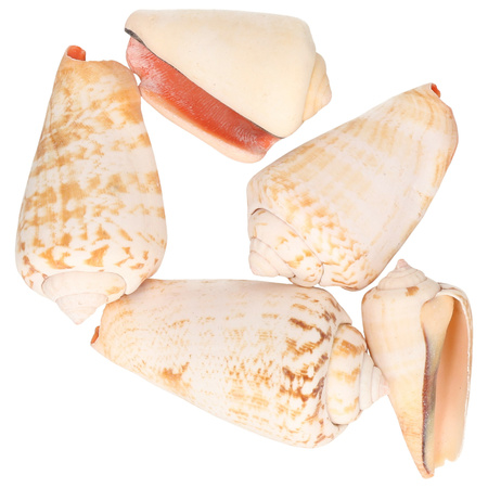 Natural shells strombus urceum 4 cm