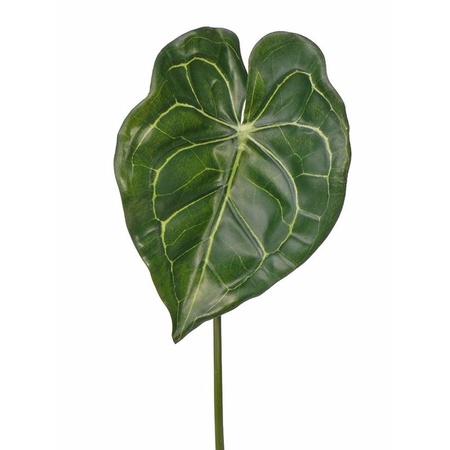 Anthurium plant green leaf 67 cm