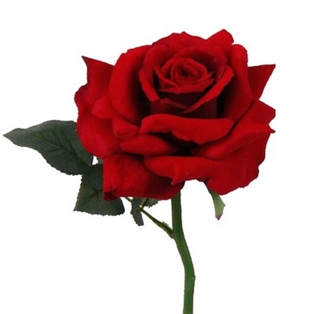 Valentijnscadeau rode roos 31 cm met rozenblaadjes