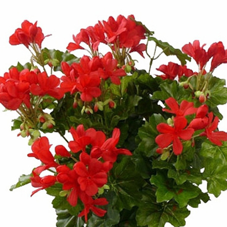 Artificial Austrian geranium flowers - red - 40 cm