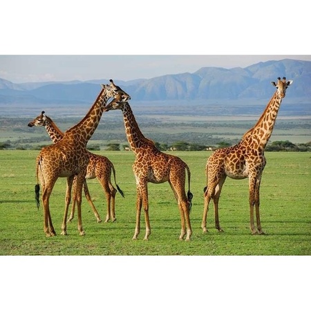 Placemat giraffen - 3D - 28 x 44 cm