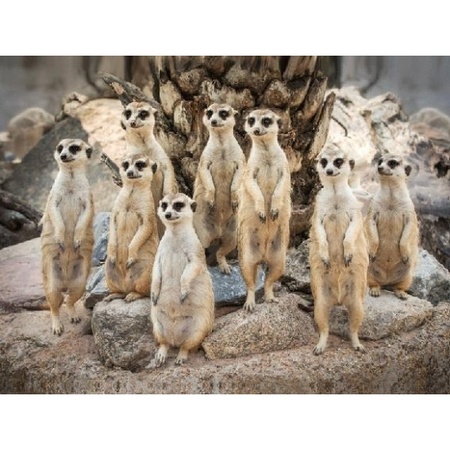 Placemat meerkats 3D 40cm