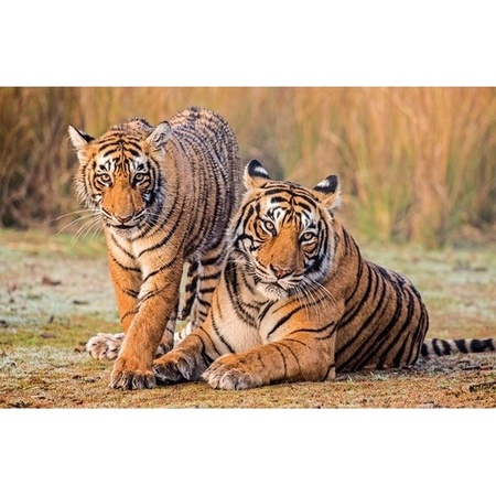 Placemat tijger 3D 28 x 44 cm