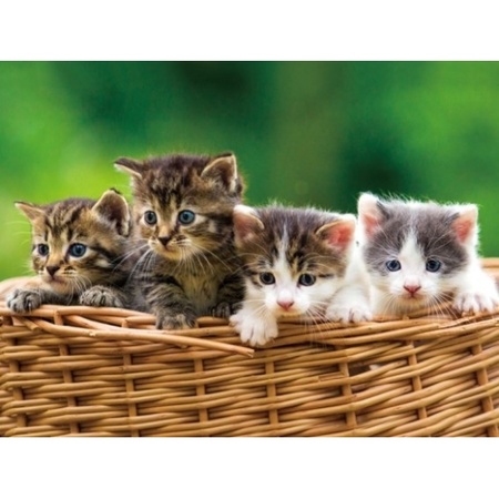 Placemats katten/kittens 3D effect 30 x 40 cm