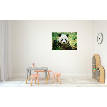 Poster natuur panda / pandabeer 84 x 59 cm