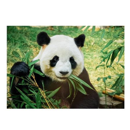 Poster Panda 84 x 59 cm
