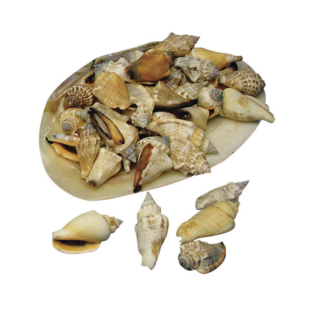 Pointy decoration shells in a shell