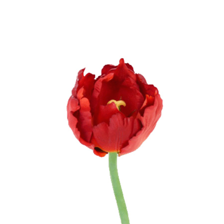 Tulip red deluxe 25 cm
