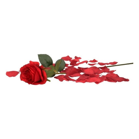 Valentines Day gift red rose 45 cm with burgundy red rose petals